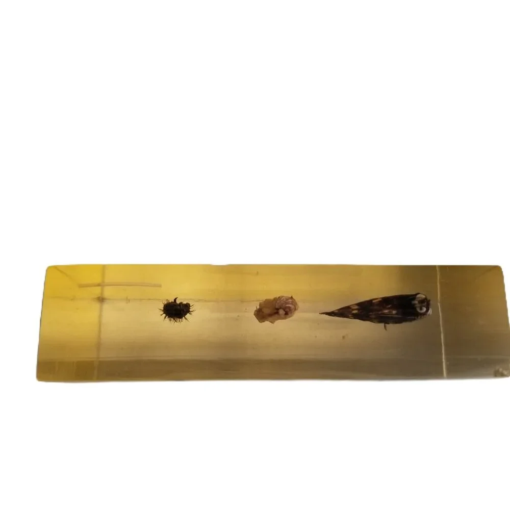 School Specialty Painted Lady Butterfly Life Cycle Specimen Block STEM Science